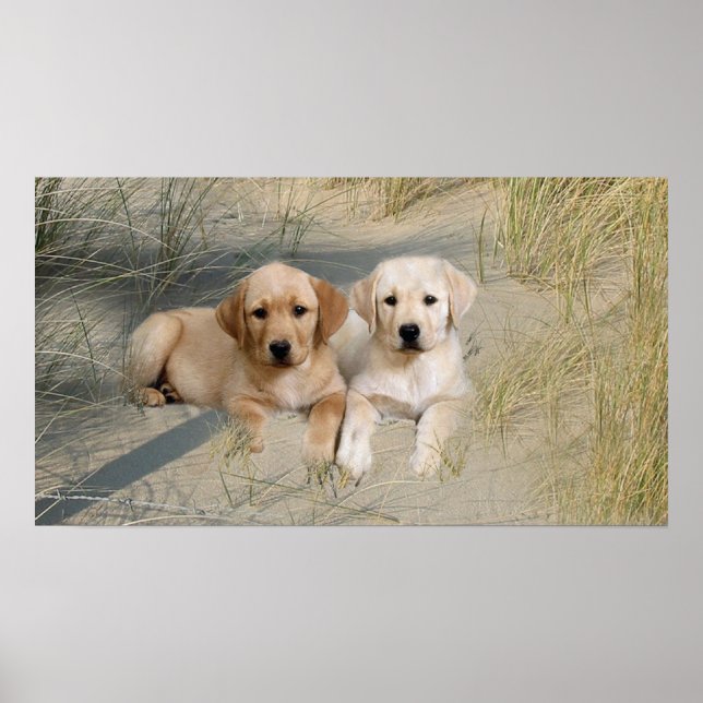 Labrador Retriever Poster Pups Em Praia (Frente)
