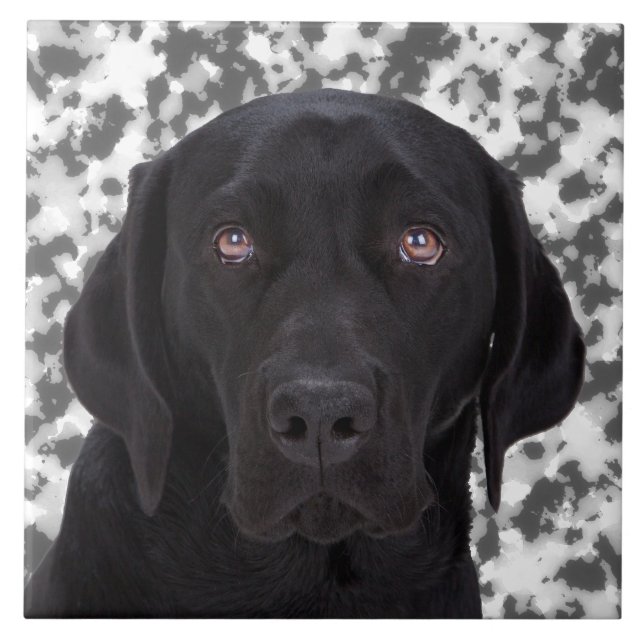 Labrador retriever preto (Frente)