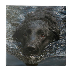 Labrador retriever preto customizável