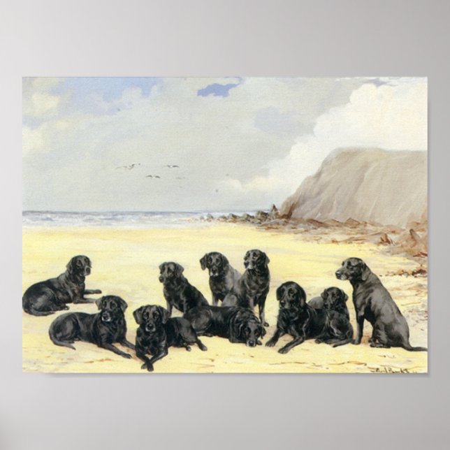 Labrador Retrievers Na Impressão Da Praia (Frente)