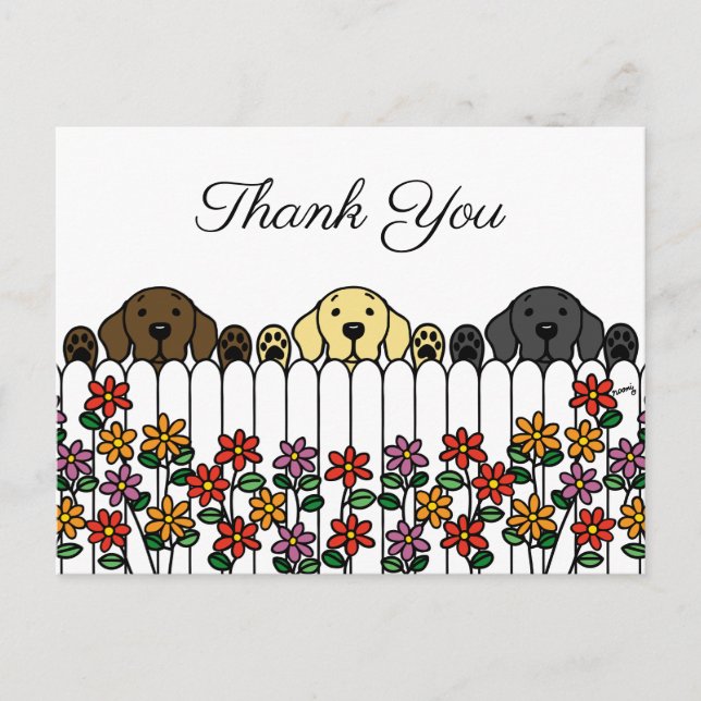 Labrador Trio Assistindo Você Obrigado Cartão Post (Frente)