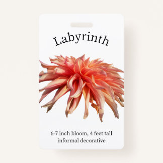 Labyrinth Dahlia ID Crachá