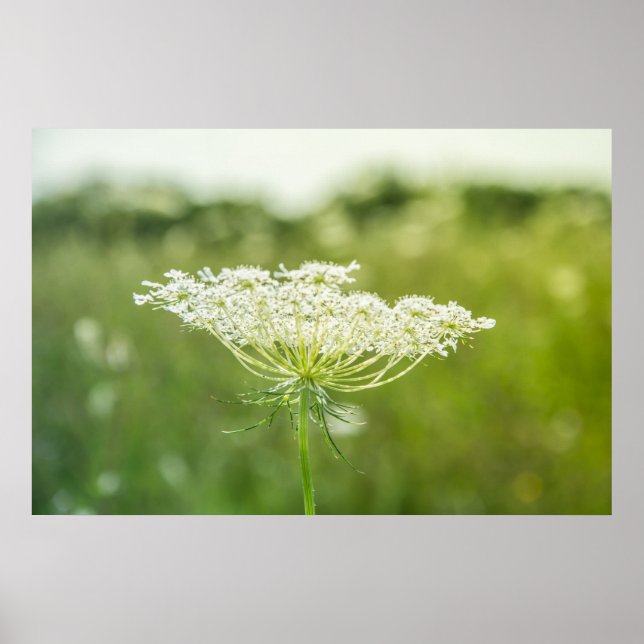 Lace Flower Nature Poster de 36" x 24" da Rainha A (Frente)