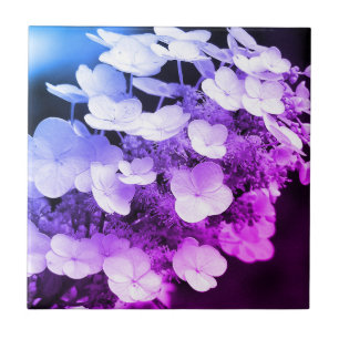 Lacecap Hydrangea Preto E Cor Branca