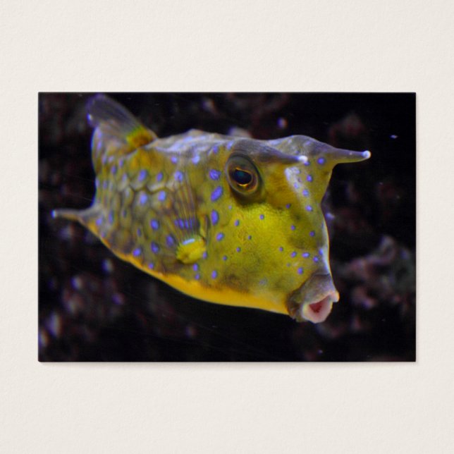 Lactoria cornuta (Frente)