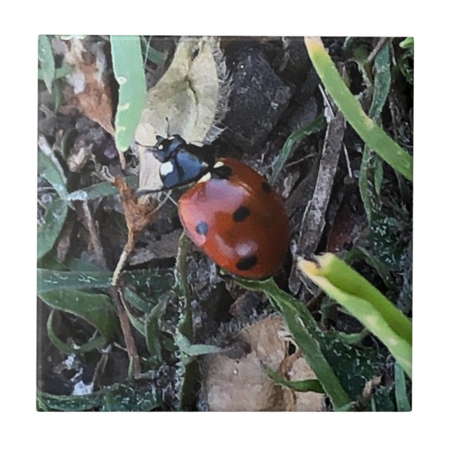Lady Bug (Frente)