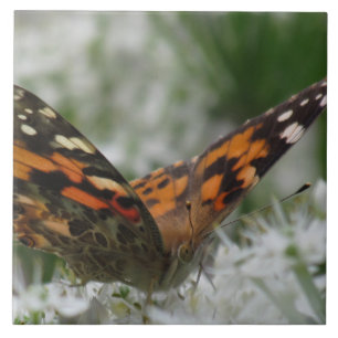 Lady Butterfly Pintada