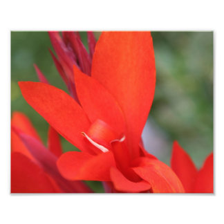 "Lady in Red" Red Canna Lily Closeup Foto Impressã