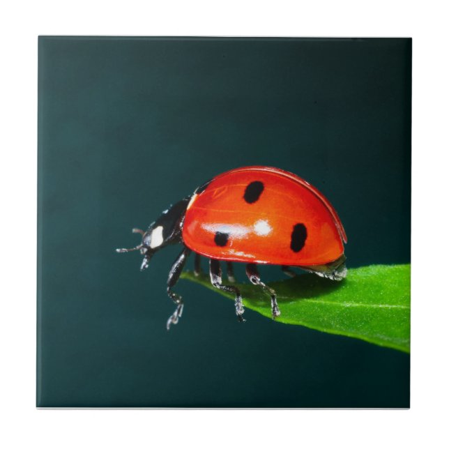 Ladybug (Frente)