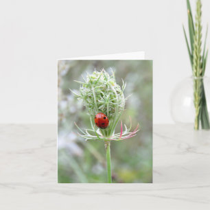 Ladybug e Wildflower - Cartão de Saudação de Vazio