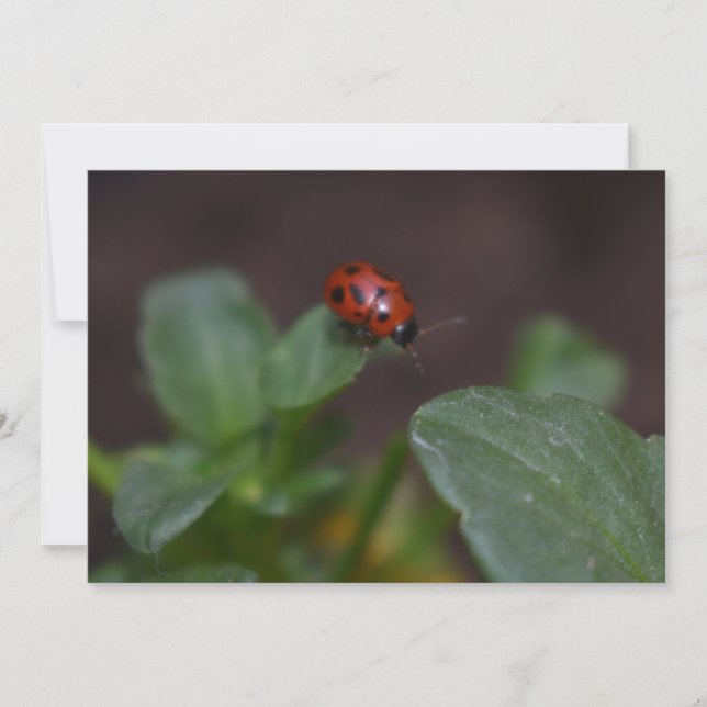 Ladybug em Flores (Frente)