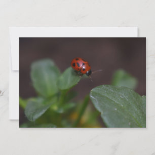 Ladybug em Flores