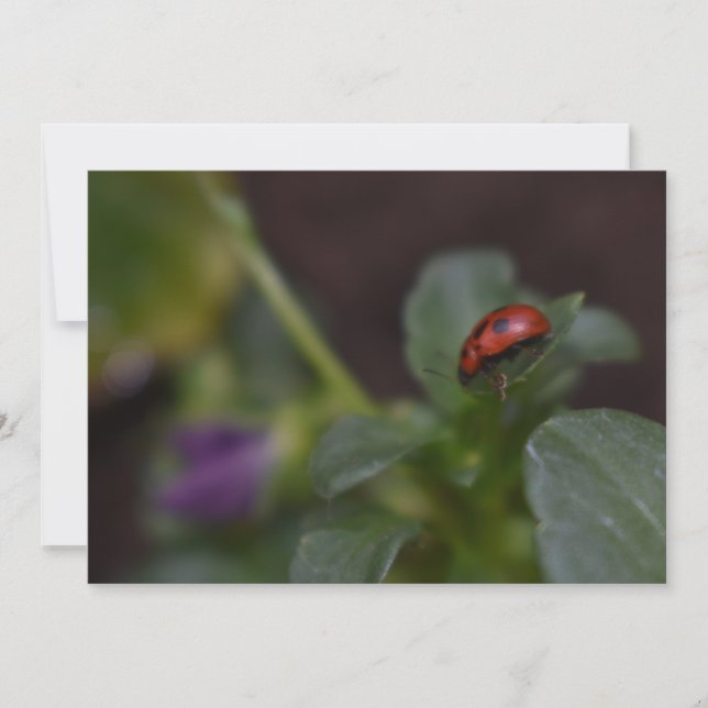 Ladybug em Flores (Frente)