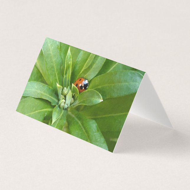 Ladybug em Flores (Frente)