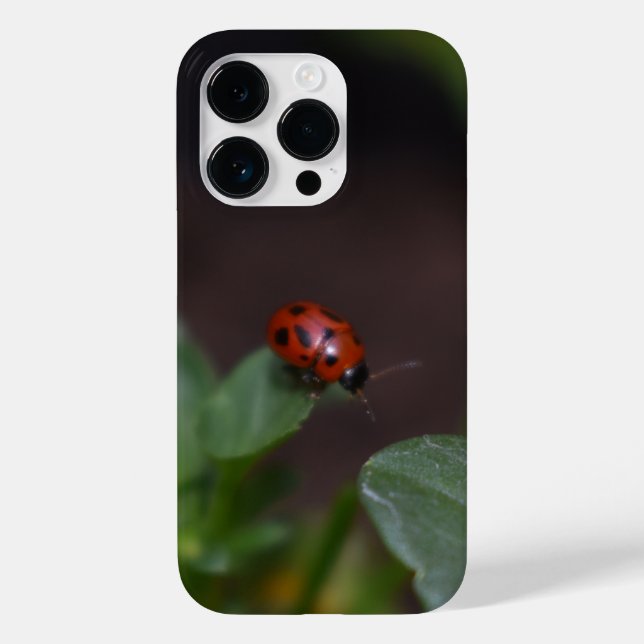 Ladybug em Flores (Verso)