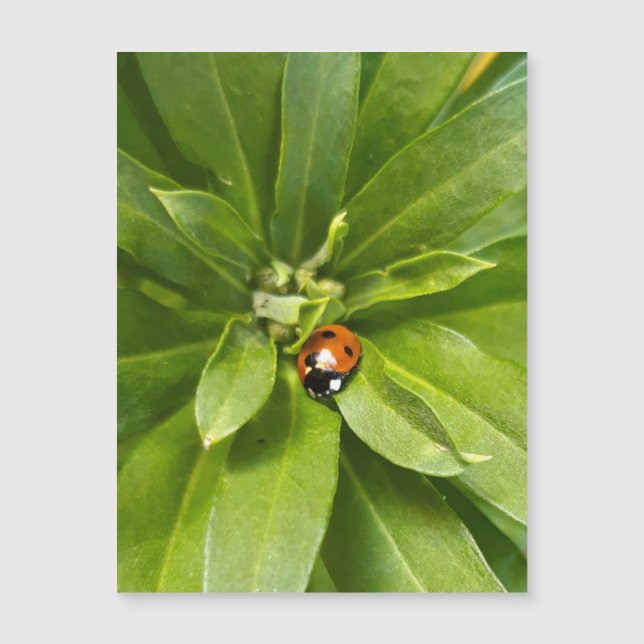 Ladybug em Flores - Cartão Magnético (Frente)