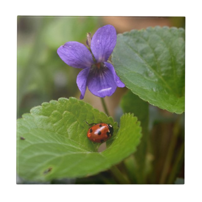 Ladybug em Flores de Violeta Doce (Frente)