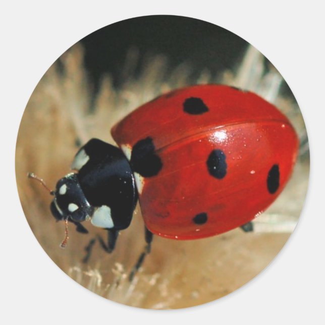 Ladybug - Etiqueta de Beetles (Frente)