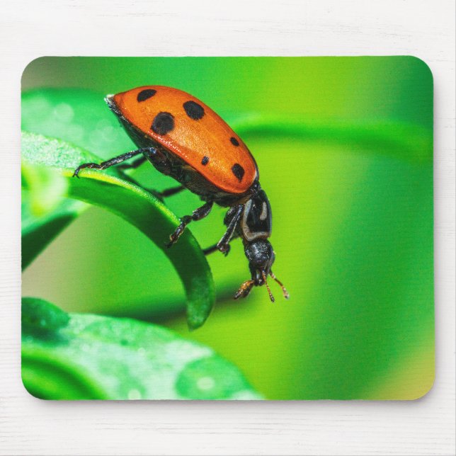 Ladybug Mouse Pad | Nature Desk Setup (Frente)