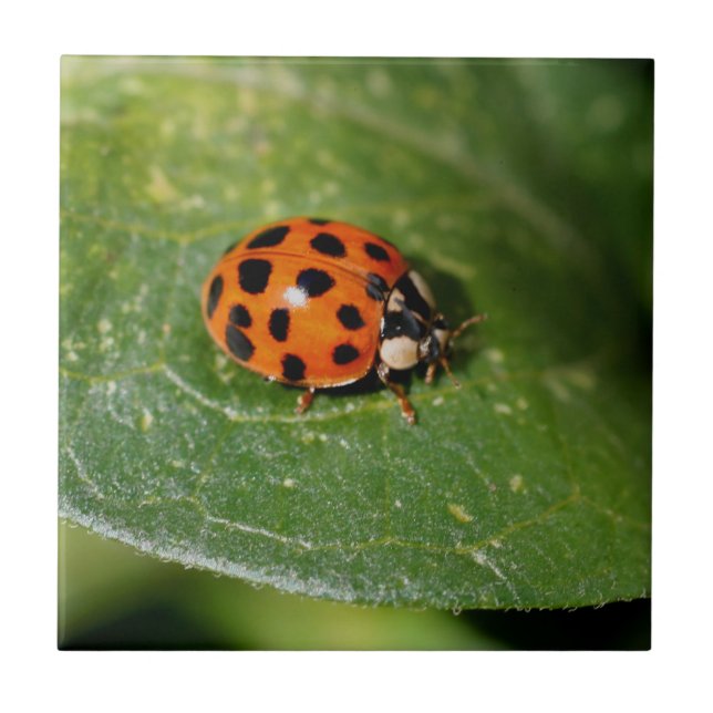 Ladybug Na Natureza Folha (Frente)