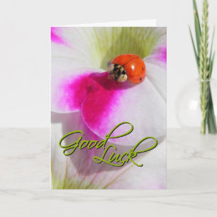 Ladybug na petúnia - Cartão de Boa sorte