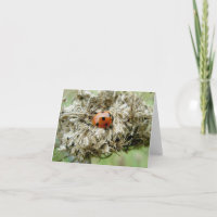 Ladybug no cartão de nota de renda da Rainha Anne