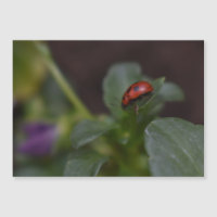 Ladybug no Cartão Magnético Flores