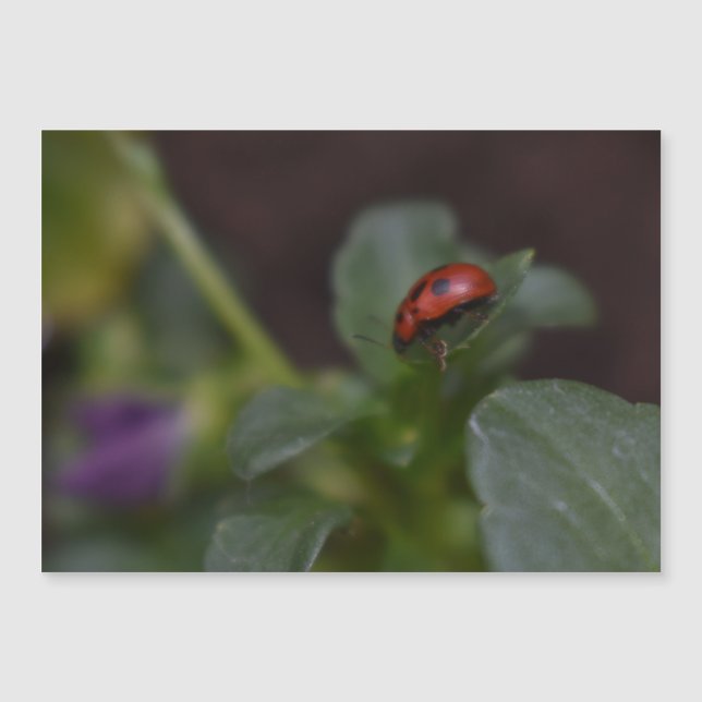 Ladybug no Cartão Magnético Flores (Frente)