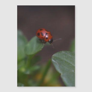 Ladybug no Cartão Magnético Flores