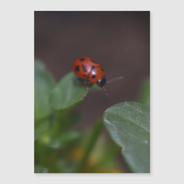 Ladybug no Cartão Magnético Flores (Frente)