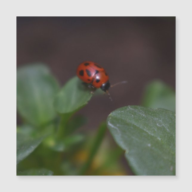 Ladybug no Cartão Magnético Flores (Frente)