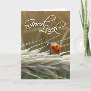 Ladybug no trigo - Cartão de Boa sorte