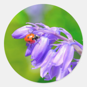 Ladybug nos adesivos Bluebells