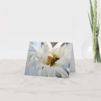 Ladybug num cartão de nota de vazio Daisy