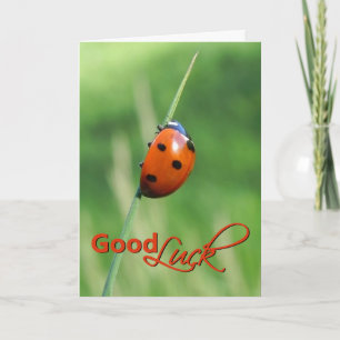 Ladybug numa folha de grama - Cartão de Boa sorte