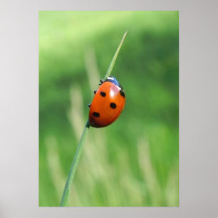 Ladybug numa folha de Poster de grama