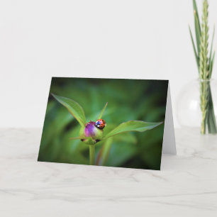Ladybug On Peony, cartão