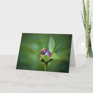Ladybug On Peony, cartão