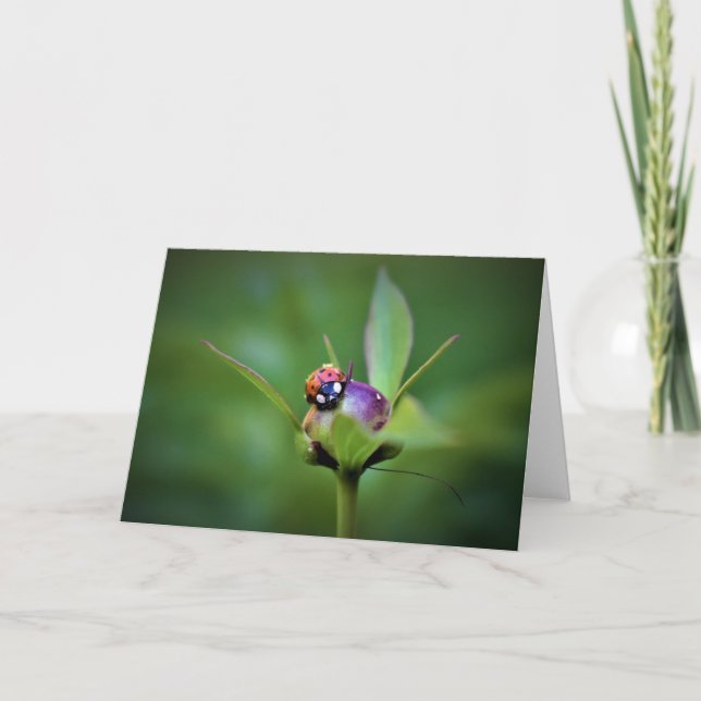Ladybug On Peony, cartão (Frente)