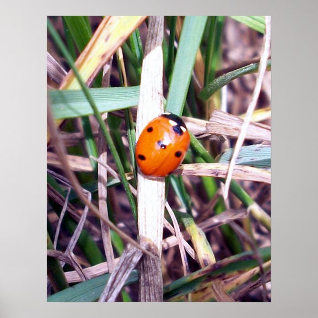 Ladybug Spotlight Poster (Frente)