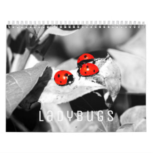 Ladybugs [1] Calendário de Paredes