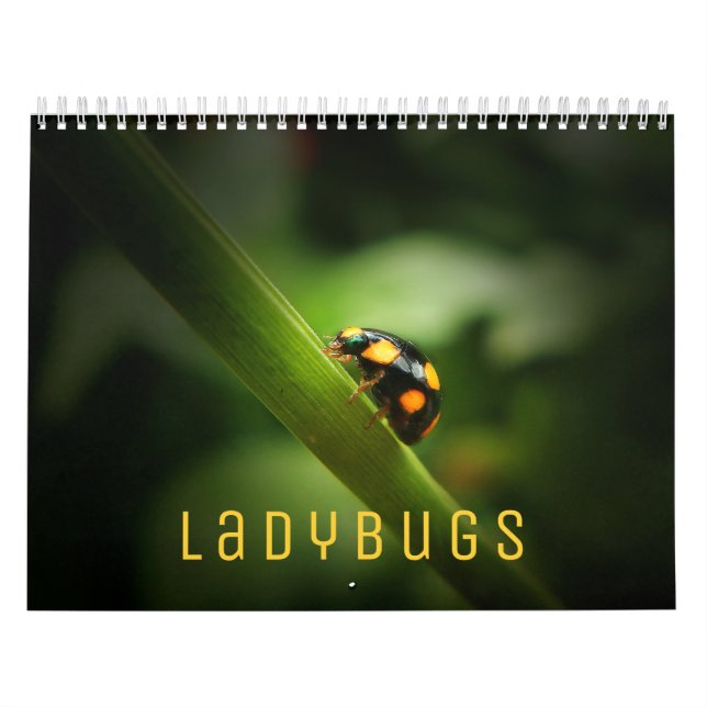 Ladybugs [2] Calendário de Parede (Capa)