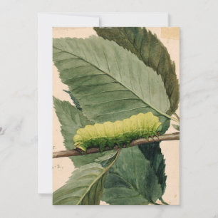 Lagarta   Abbott Handerson Thayer