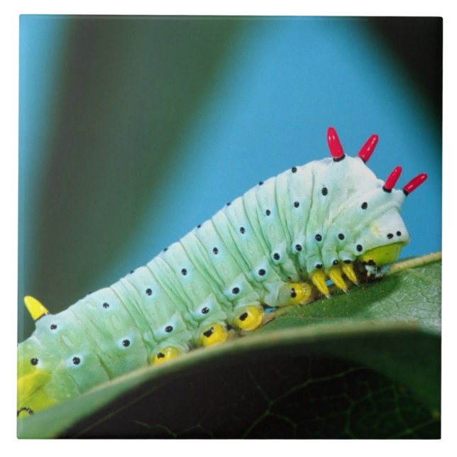 Lagarta da Mariposa Prometeu, Callosamia (Frente)