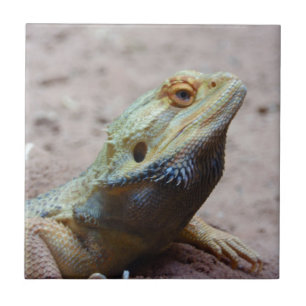 Lagarto
