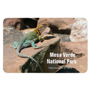 Lagarto colocado um colar, ímã do Mesa Verde