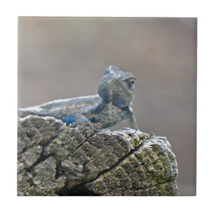 Lagarto de jacaré azul da barriga