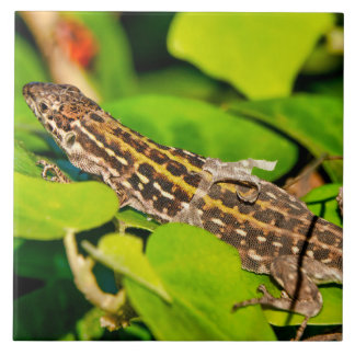 Lagarto de parede italiano