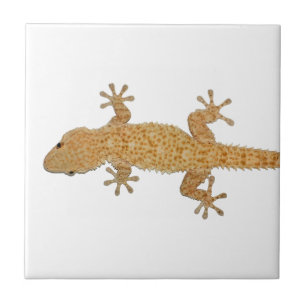 lagarto do geco