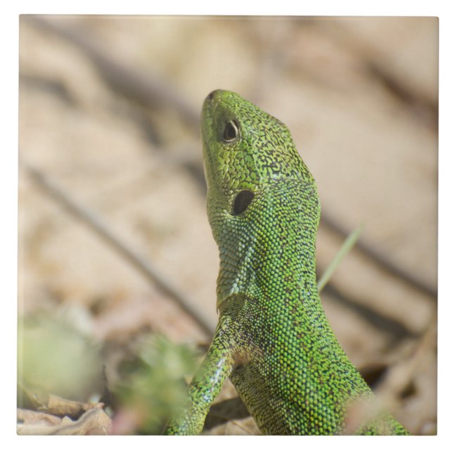 Lagarto verde (Frente)